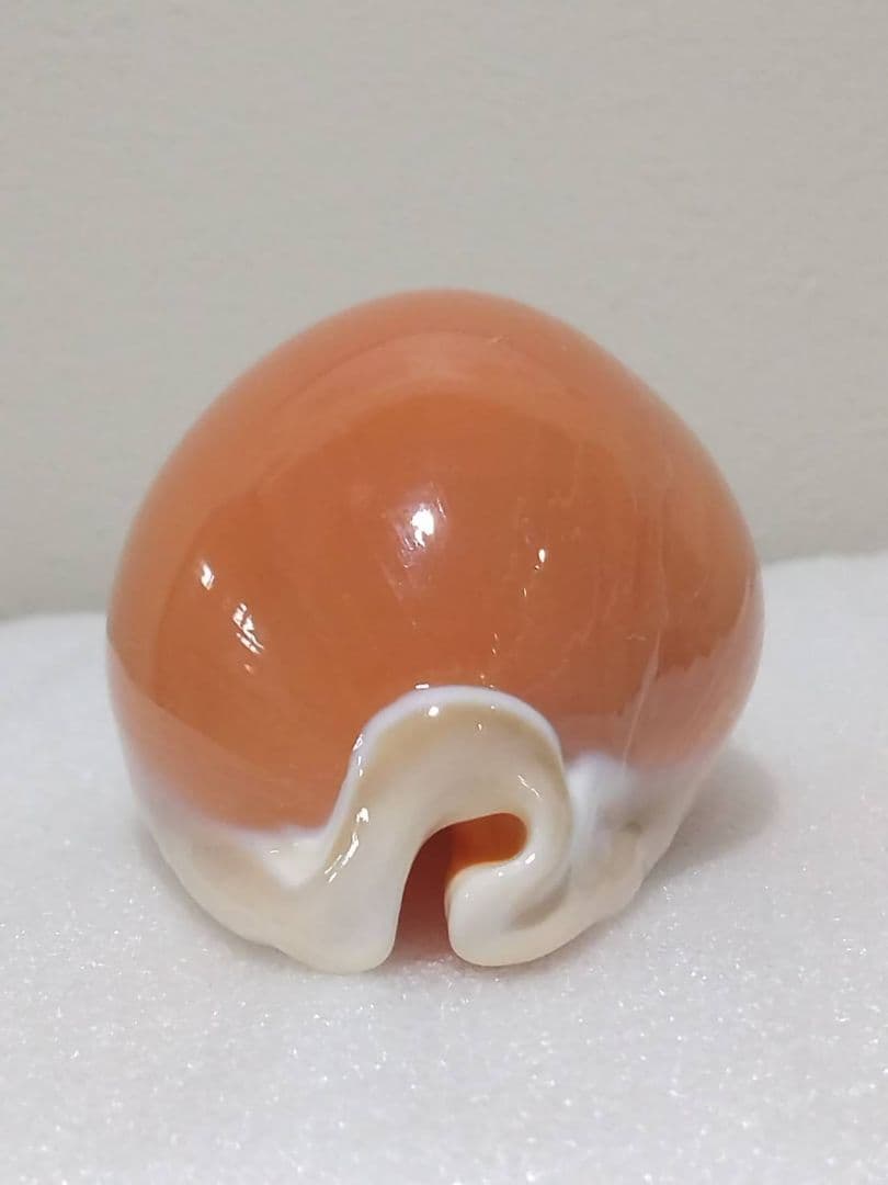 貝殻 ナンヨウダカラ(タカラガイ科)