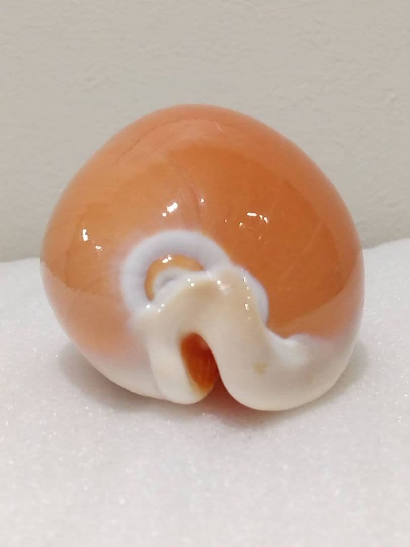 貝殻 ナンヨウダカラ(タカラガイ科)