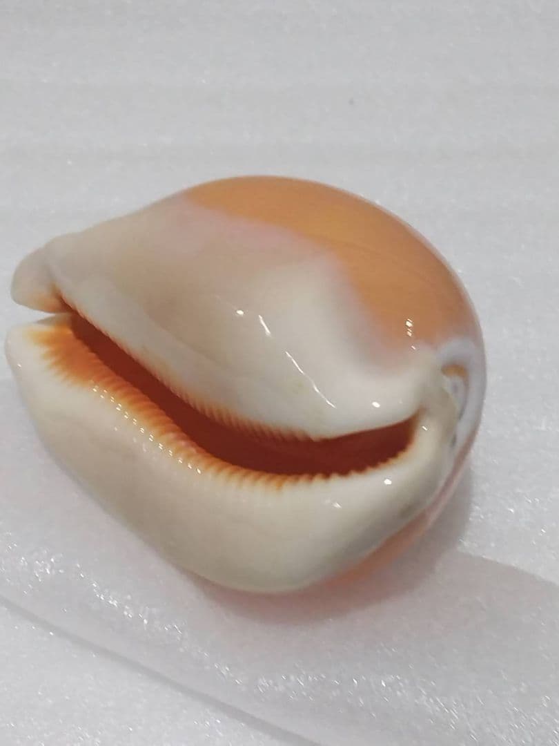 貝殻 ナンヨウダカラ(タカラガイ科)