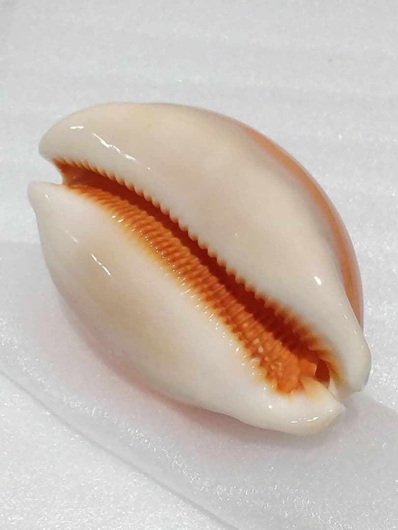 貝殻 ナンヨウダカラ(タカラガイ科)