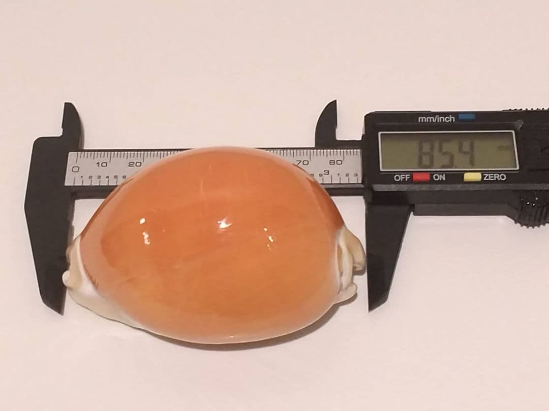 貝殻 ナンヨウダカラ(タカラガイ科)