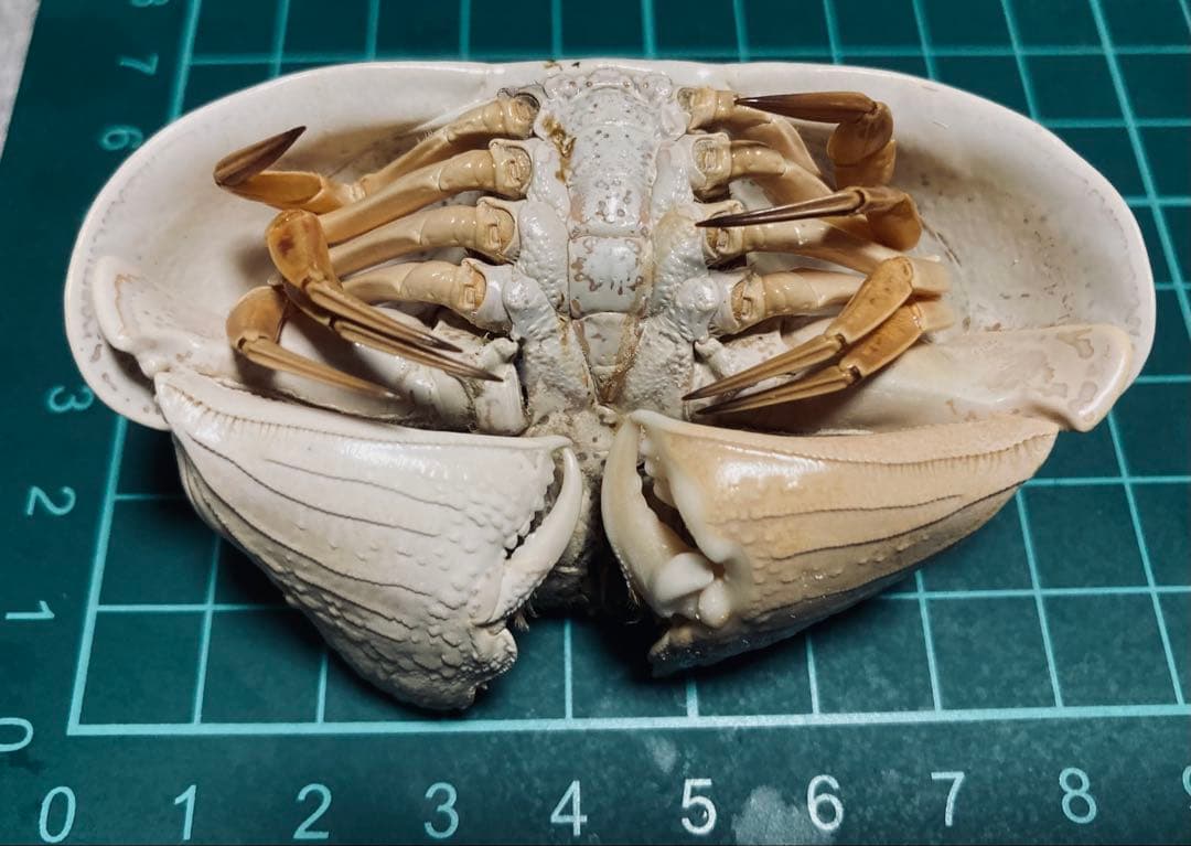 マルソデカラッパ 乾燥標本　カラッパ　カニ 標本