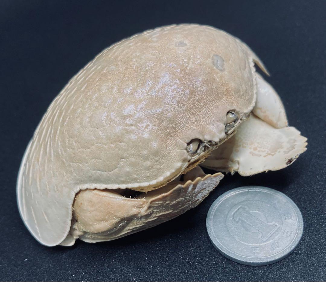 マルソデカラッパ 乾燥標本　カラッパ　カニ 標本