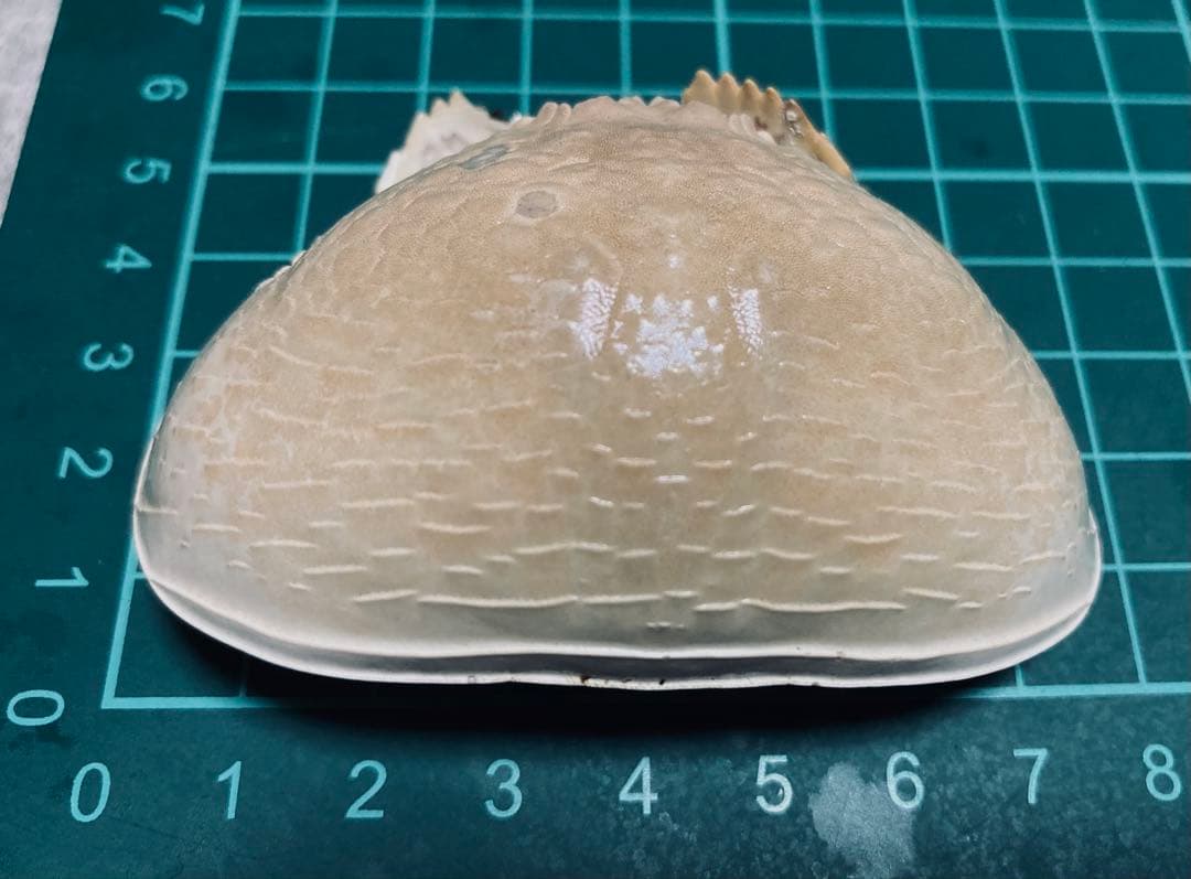 マルソデカラッパ 乾燥標本　カラッパ　カニ 標本