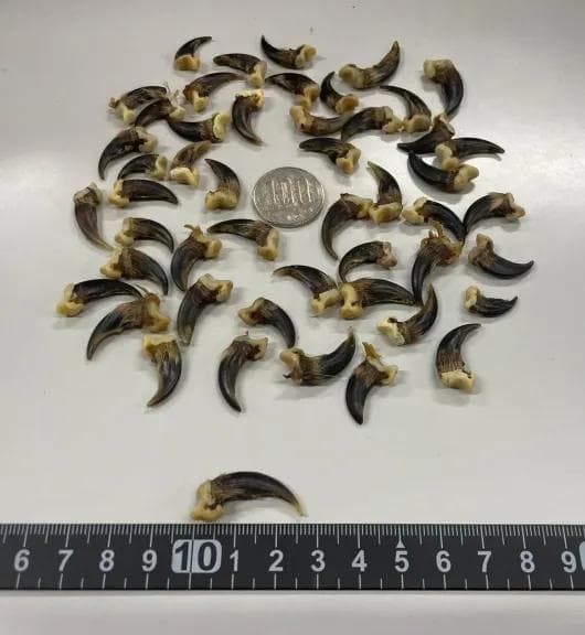 コヨーテ　coyote　爪 （ブラウン）20本セット