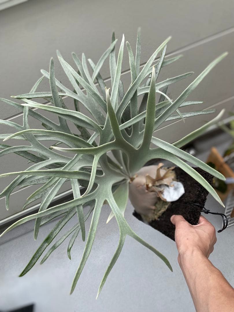 ビカクシダ　king Fisher キングフィッシャー