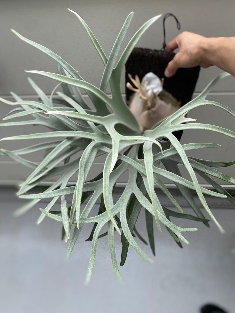 ビカクシダ　king Fisher キングフィッシャー