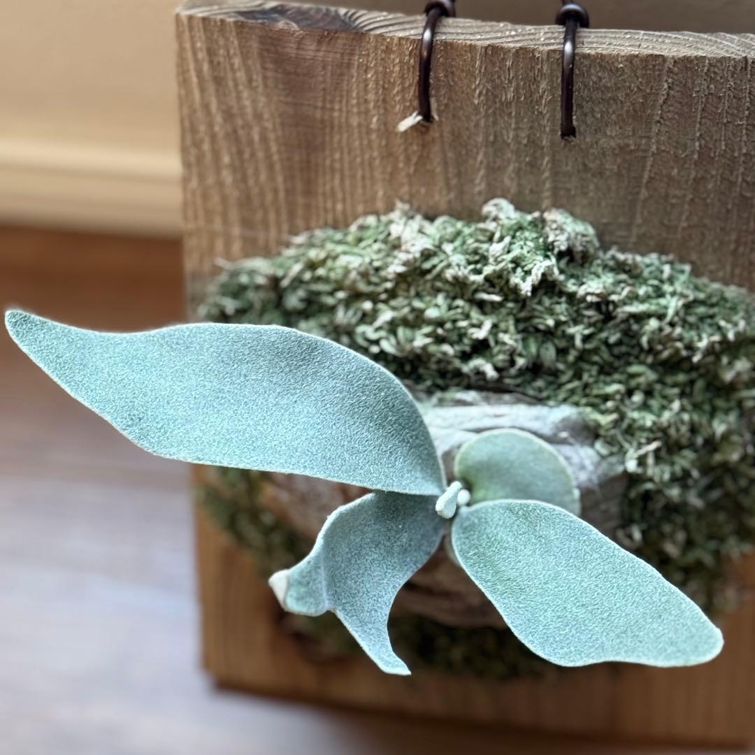 ビカクシダ　king Fisher キングフィッシャー