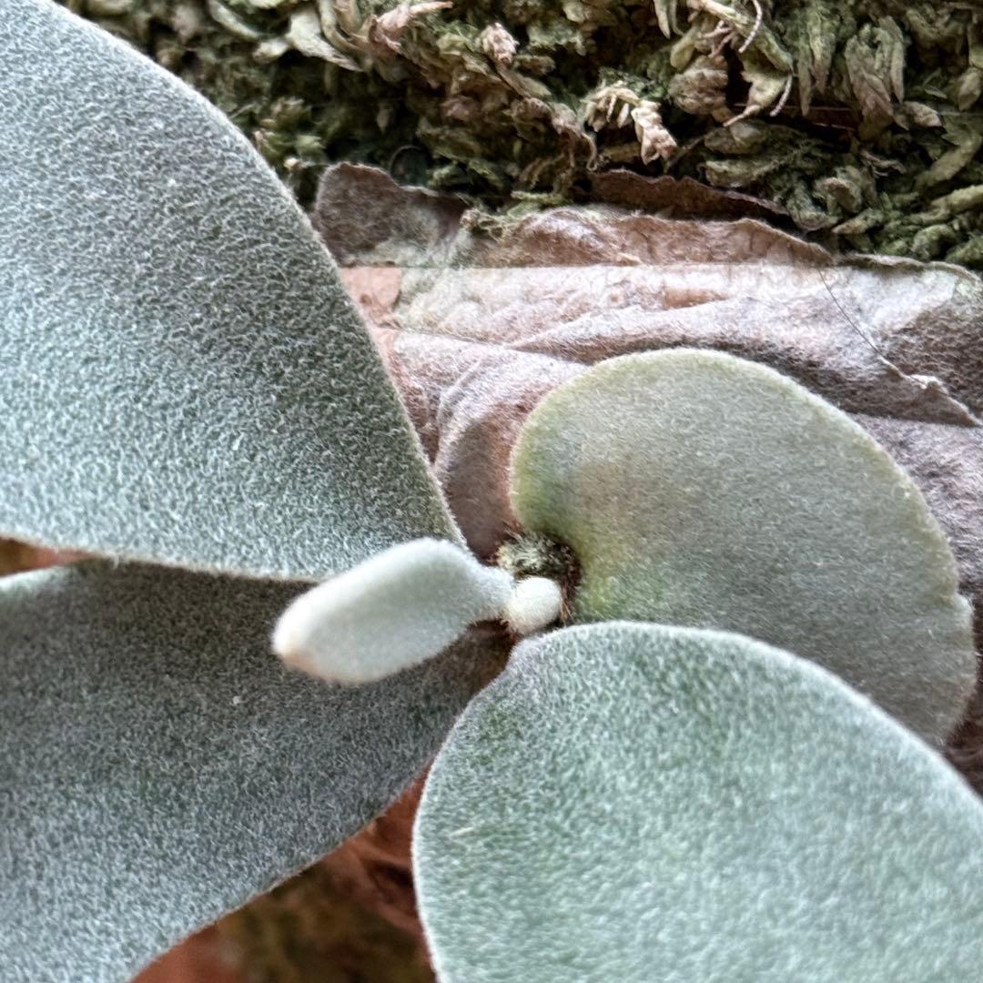 ビカクシダ　king Fisher キングフィッシャー