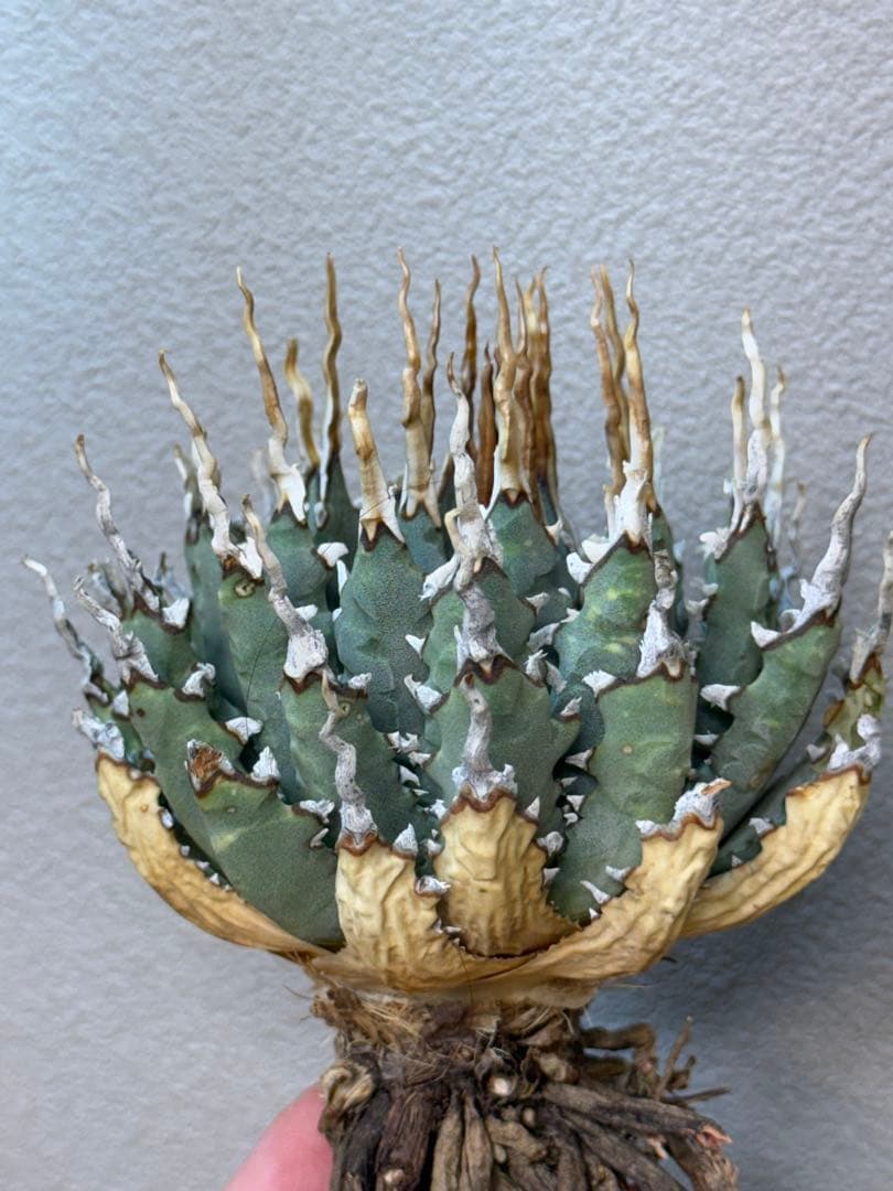 アガベ　ユタエンシス　エボリスピナ　陽炎　連刺　良型