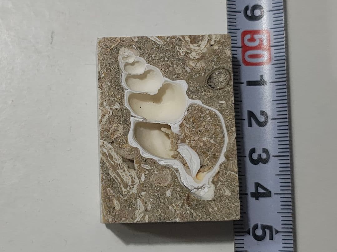 日本産　化石入り大理石(の切れ端)25個セット