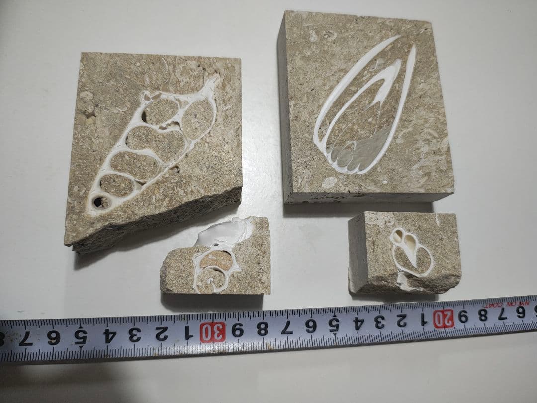 日本産　化石入り大理石(の切れ端)25個セット