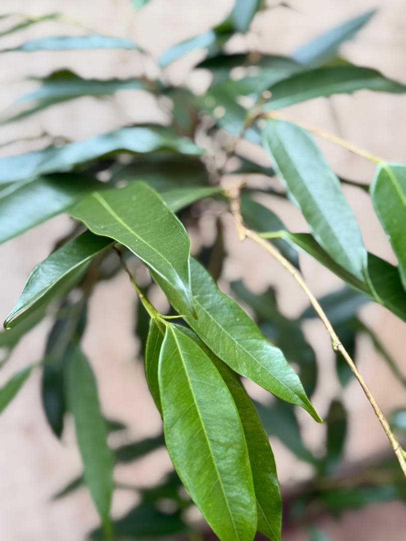 ☆フィカス アムステルダムキング♪ 曲がり仕立て 112cm♪