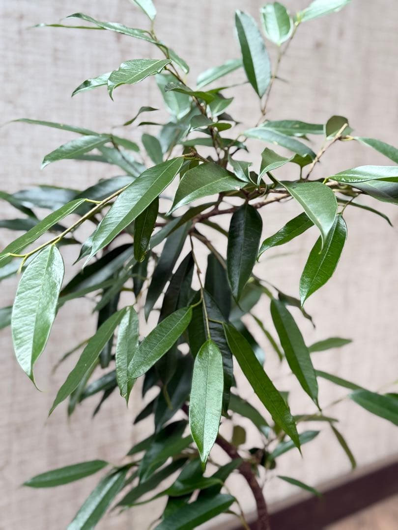 ☆フィカス アムステルダムキング♪ 曲がり仕立て 112cm♪