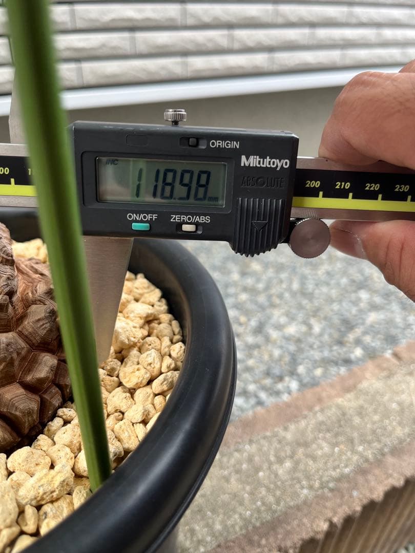 Dioscorea elephantipes アフリカ亀甲竜　実生