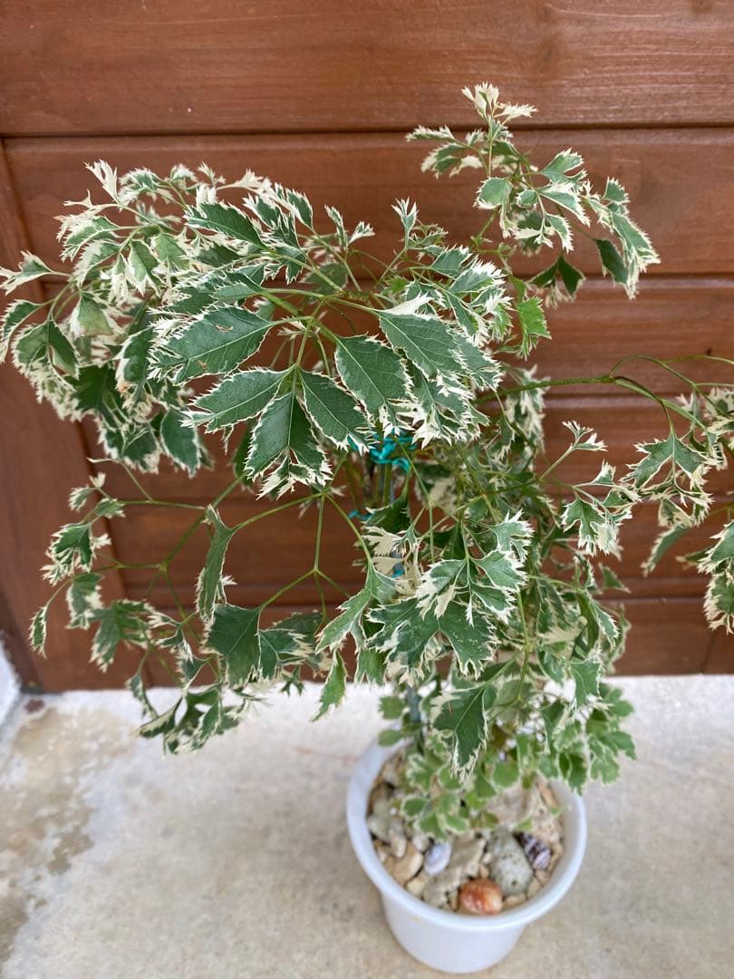 ◆ポリシャス26-012◆プラ鉢植え◆珍しい品種❣️写真現物をそのままお届け