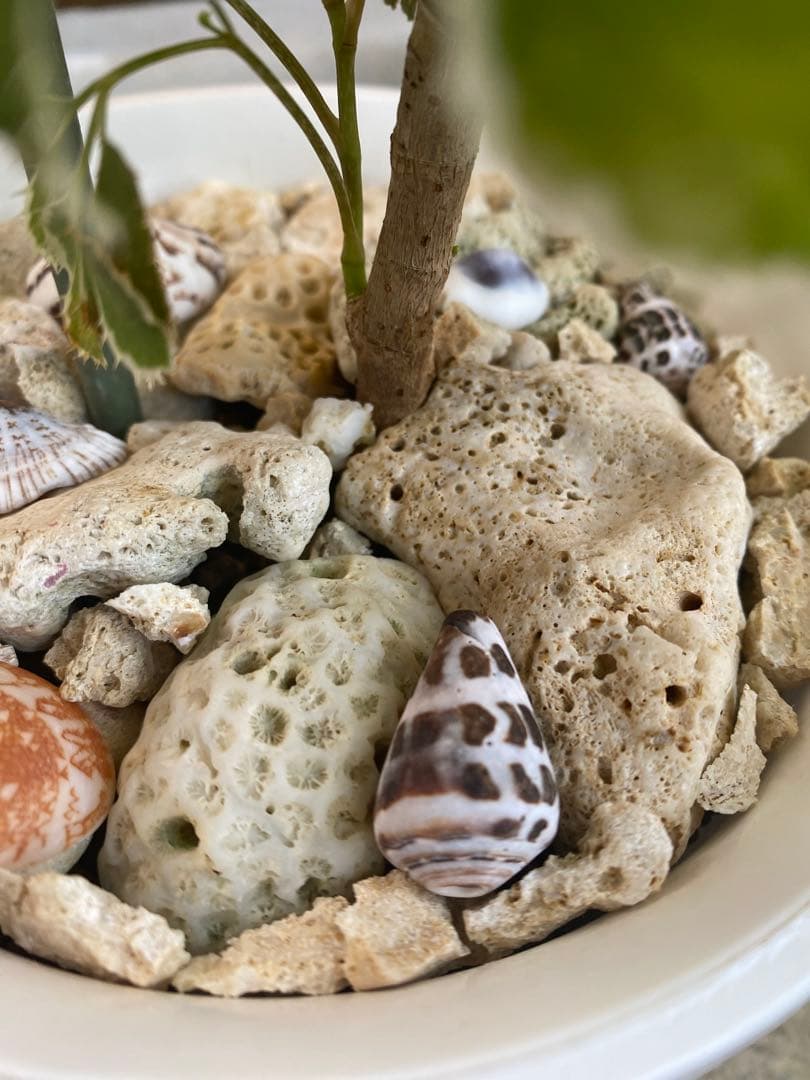 ◆ポリシャス26-012◆プラ鉢植え◆珍しい品種❣️写真現物をそのままお届け