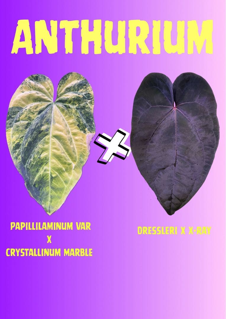 希少 アンスリウム 斑入り ハイブリッド