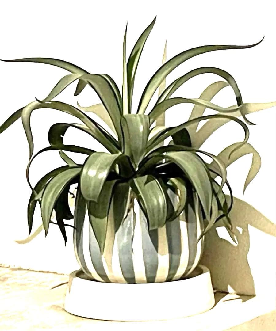 アガベ　デスメディアーナ　クイックシルバー　大苗