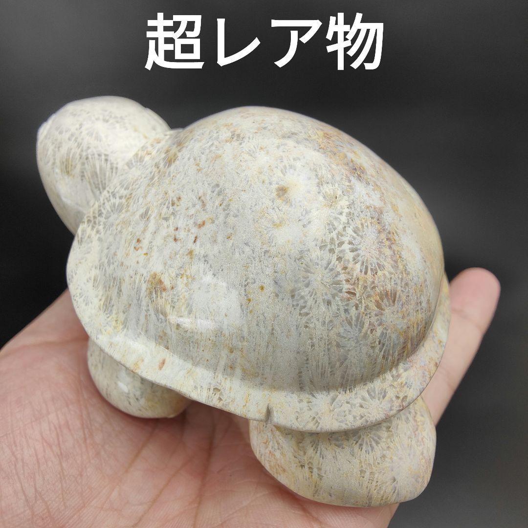 2 サンゴの化石　亀　(大)　天然石　 菊目石　珊瑚　コラール　縁起物　魔除け