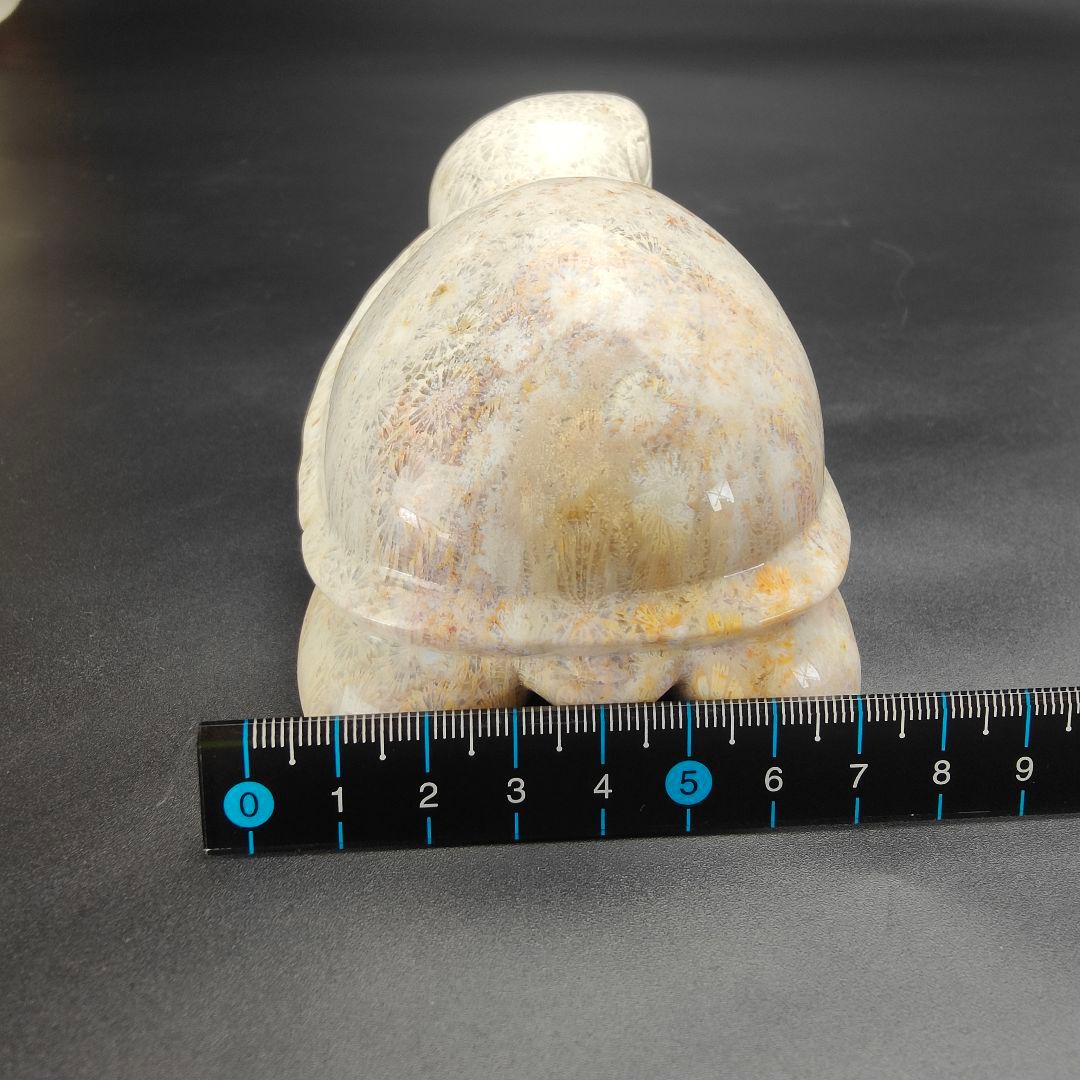 2 サンゴの化石　亀　(大)　天然石　 菊目石　珊瑚　コラール　縁起物　魔除け