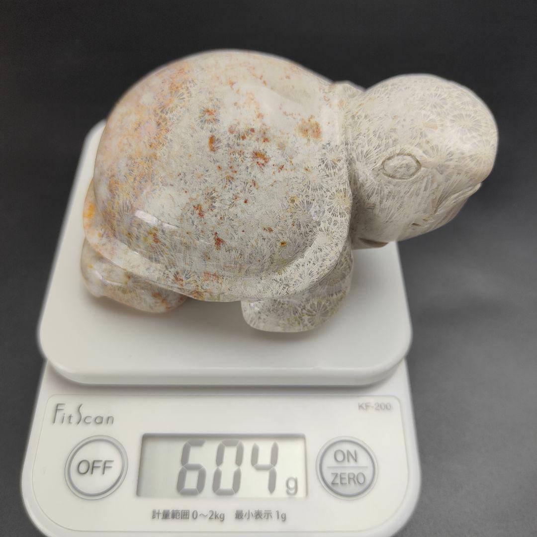 2 サンゴの化石　亀　(大)　天然石　 菊目石　珊瑚　コラール　縁起物　魔除け