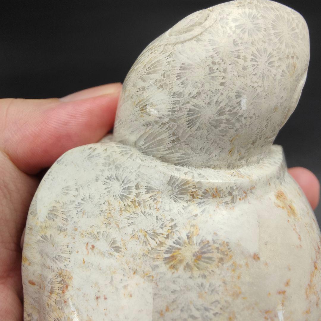 2 サンゴの化石　亀　(大)　天然石　 菊目石　珊瑚　コラール　縁起物　魔除け