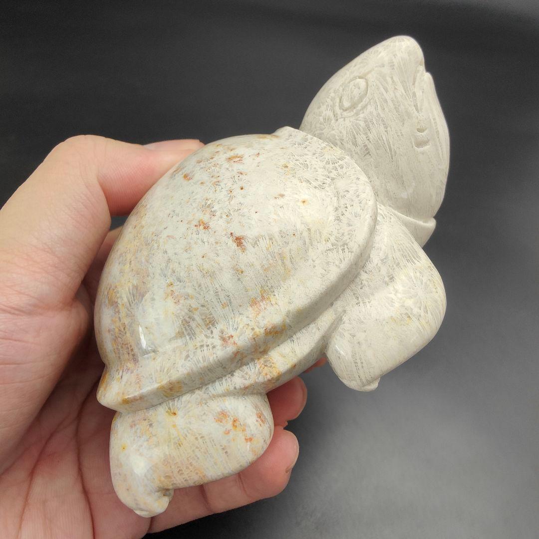 2 サンゴの化石　亀　(大)　天然石　 菊目石　珊瑚　コラール　縁起物　魔除け