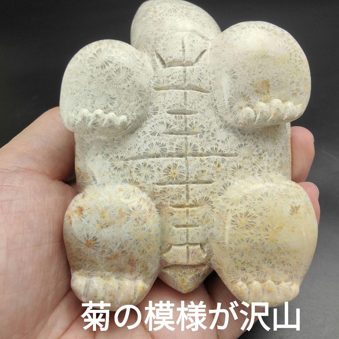 2 サンゴの化石　亀　(大)　天然石　 菊目石　珊瑚　コラール　縁起物　魔除け