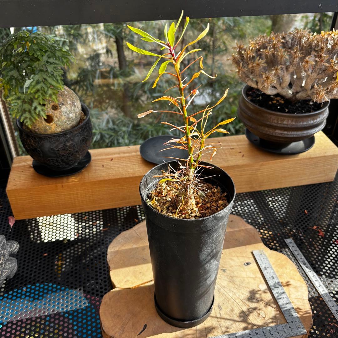 短期間限定大幅値下げ！充実株 国内実生 フォークイエリア プルプシー 塊根