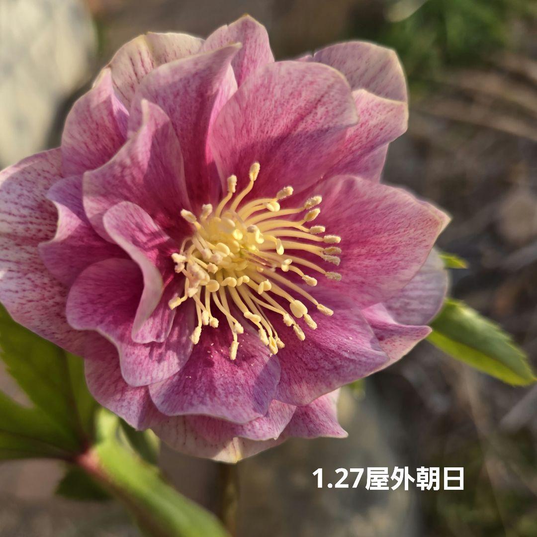 元親株　エクリプス　充実株　加藤農園　クリスマスローズ　未株分