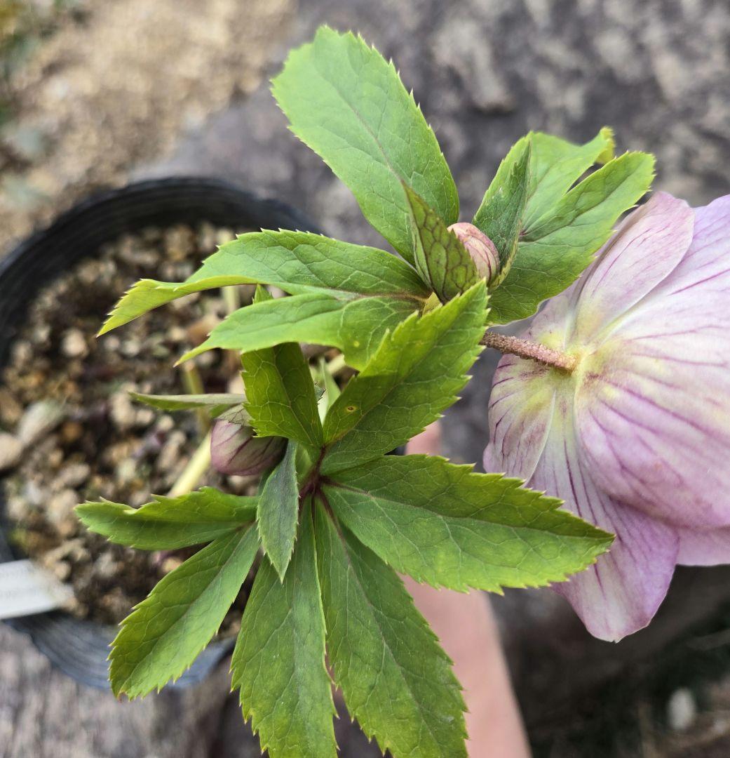 元親株　エクリプス　充実株　加藤農園　クリスマスローズ　未株分