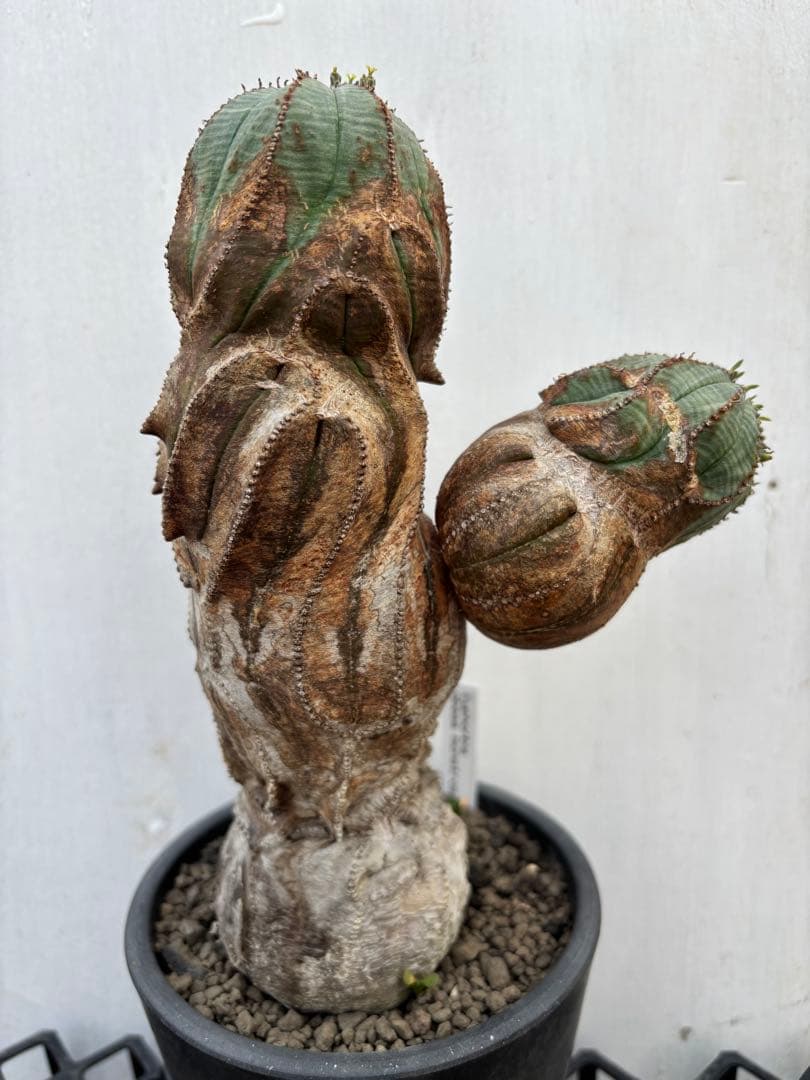 ユーフォルビア　オベサ　ベビ付き　モンスト　特大　実生