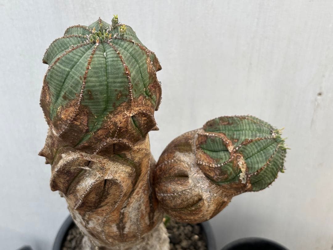 ユーフォルビア　オベサ　ベビ付き　モンスト　特大　実生