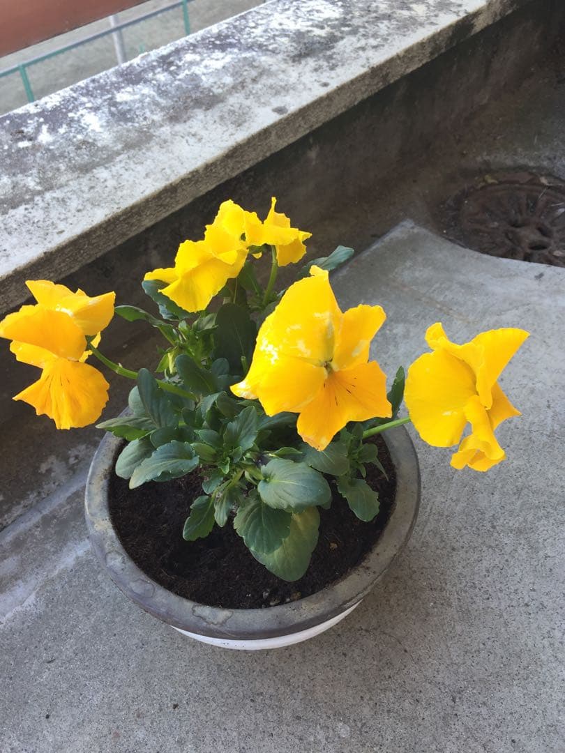 ユミ　　確認ページ　金額はサンプルです