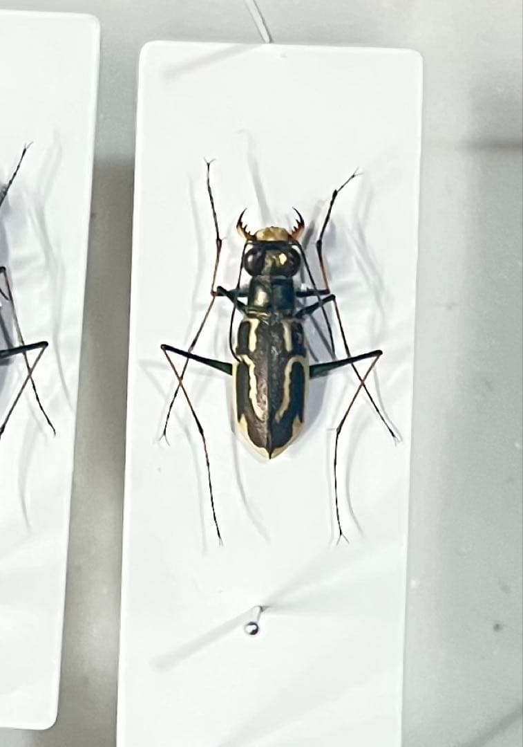 イカリモンハンミョウ 標本 残りわずか