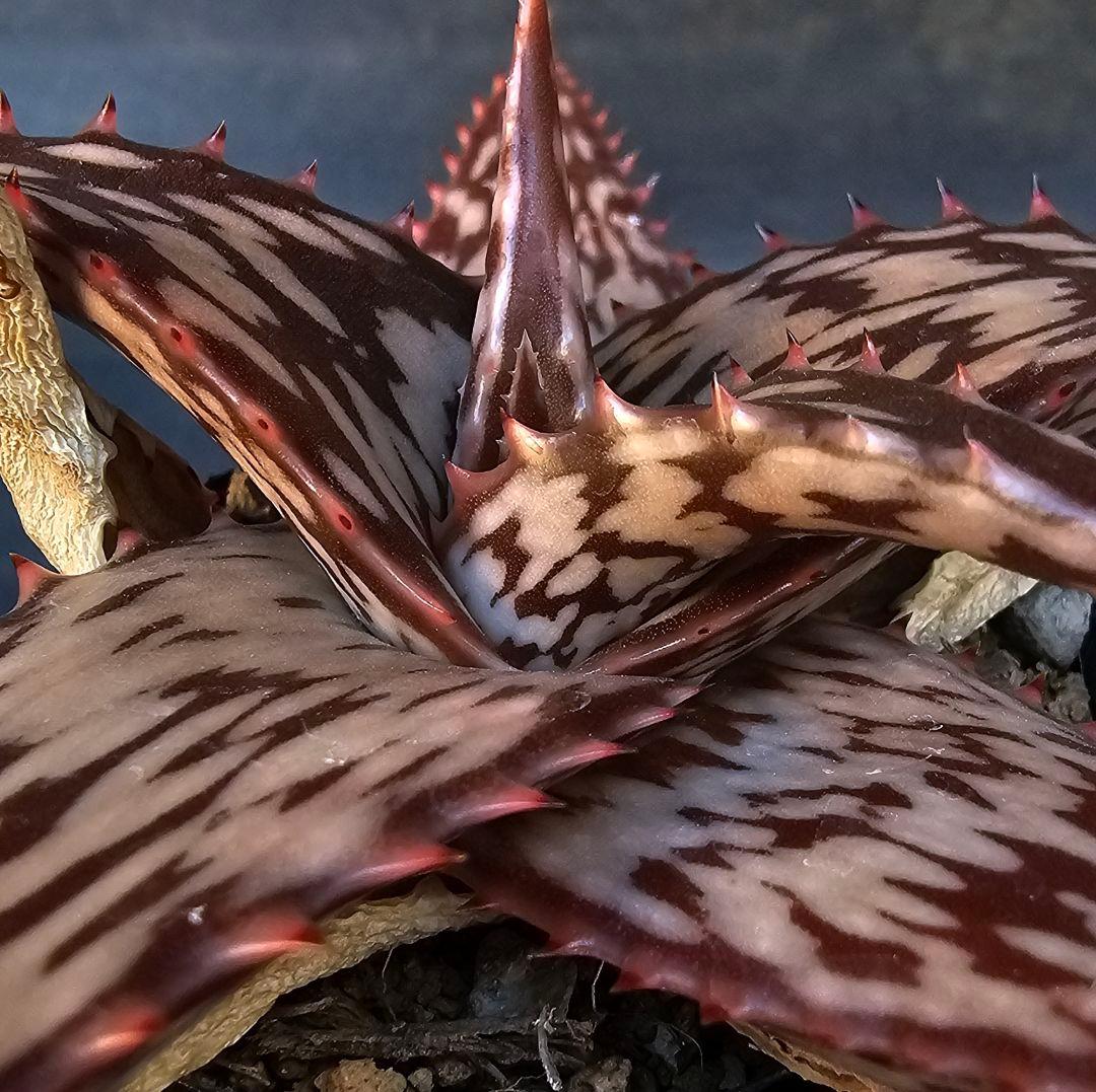 メルカリ便発送☆多肉植物 アロエ属 ペッキー×ヘミンギー