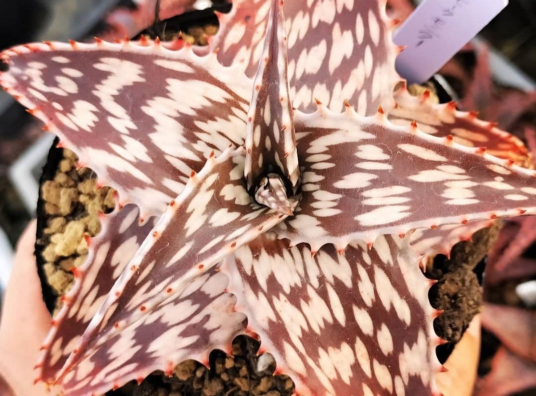 メルカリ便発送☆多肉植物 アロエ属 ペッキー×ヘミンギー