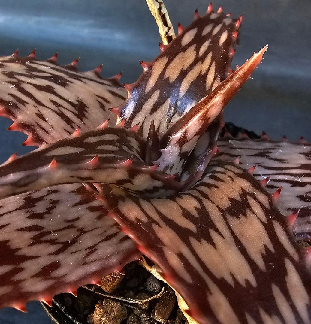 メルカリ便発送☆多肉植物 アロエ属 ペッキー×ヘミンギー