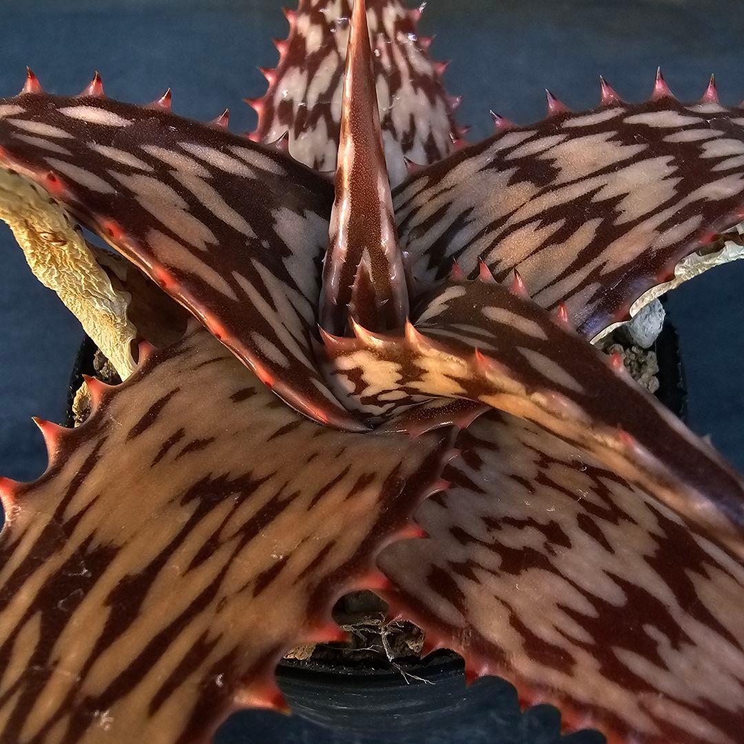 メルカリ便発送☆多肉植物 アロエ属 ペッキー×ヘミンギー