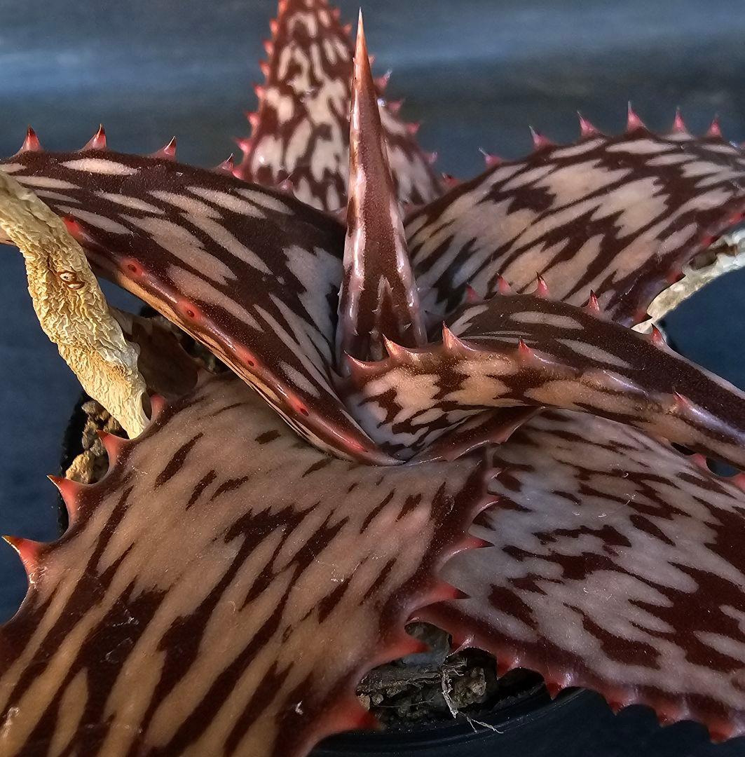 メルカリ便発送☆多肉植物 アロエ属 ペッキー×ヘミンギー