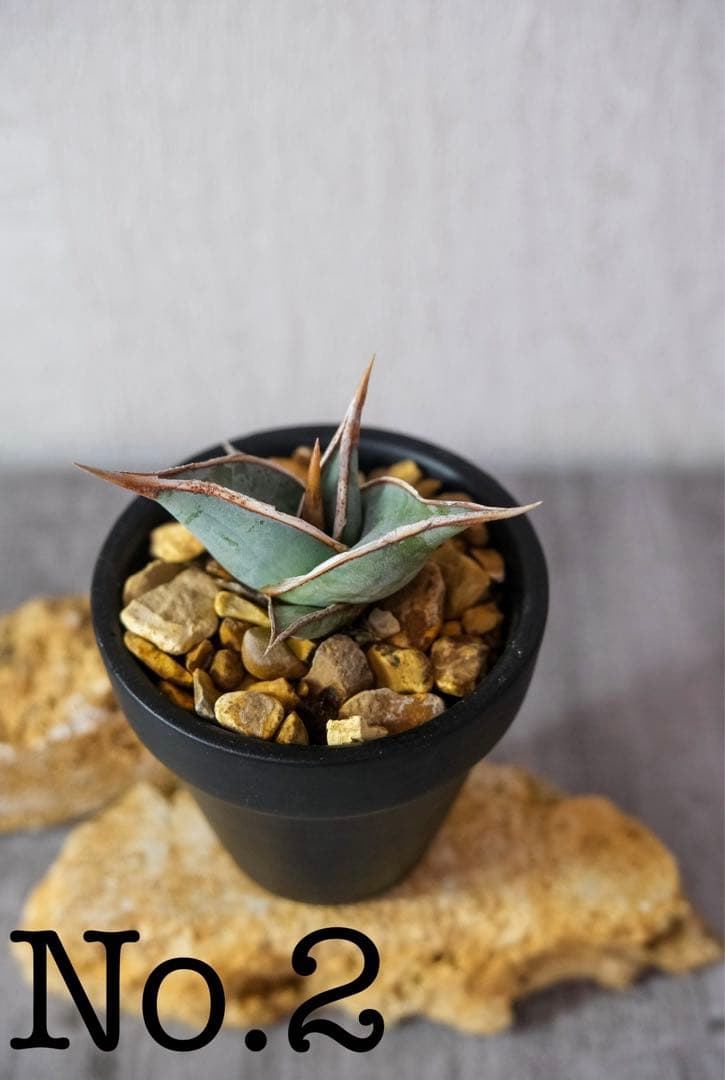 ご確認用　サンスベリア　ピングイキュラ