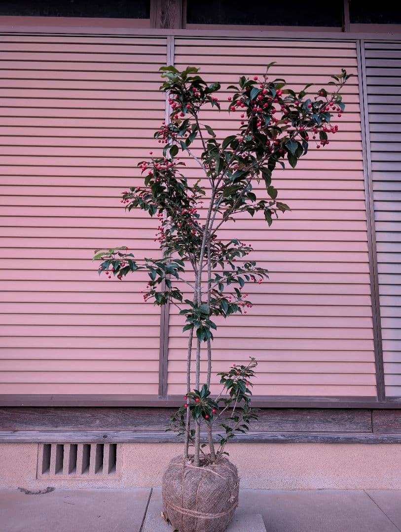ソヨゴ　株立　雌株　③
