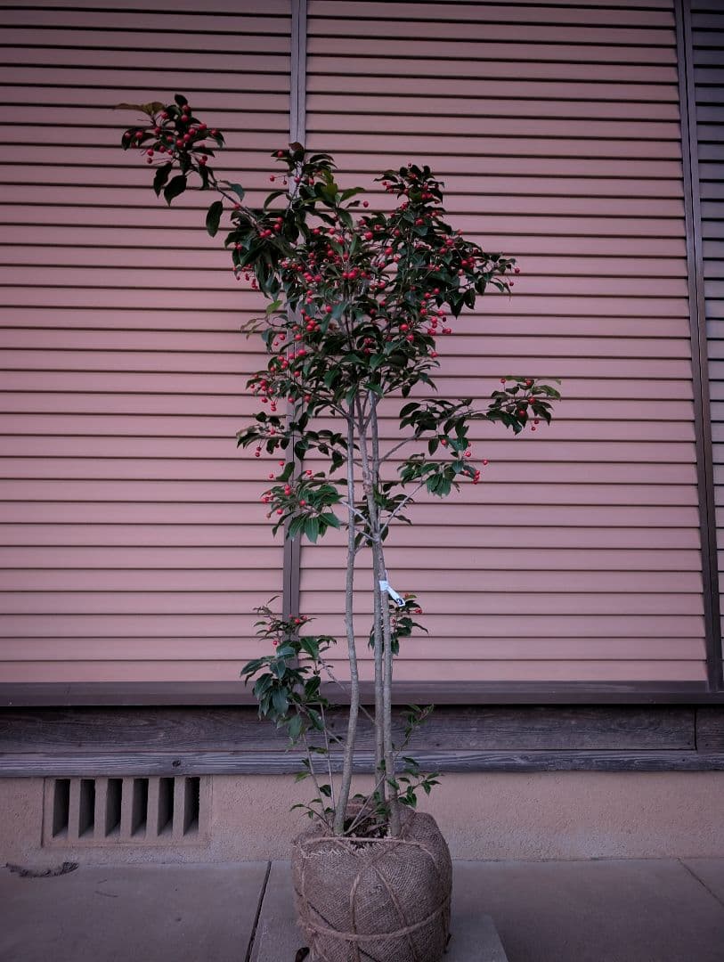 ソヨゴ　株立　雌株　③