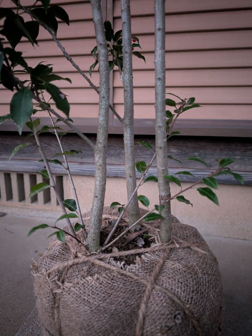 ソヨゴ　株立　雌株　③
