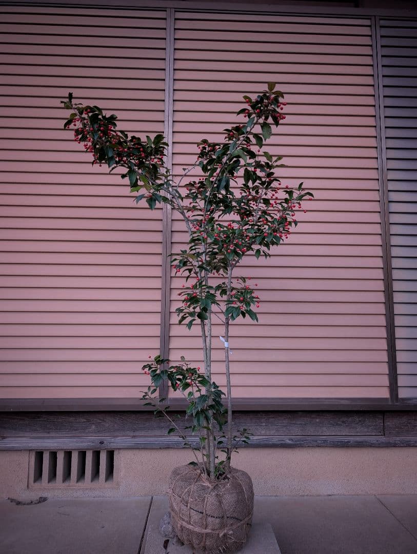 ソヨゴ　株立　雌株　③