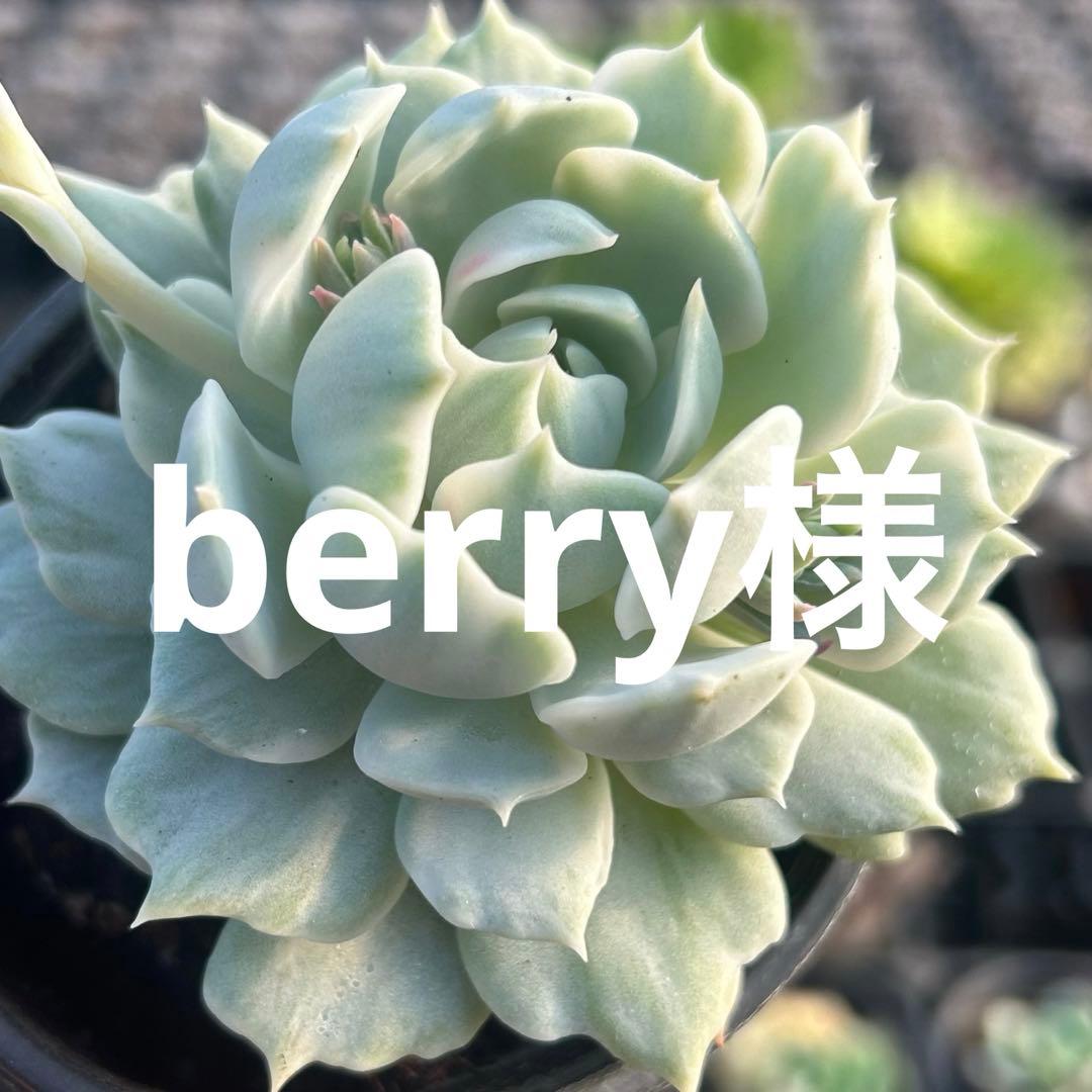 berry様