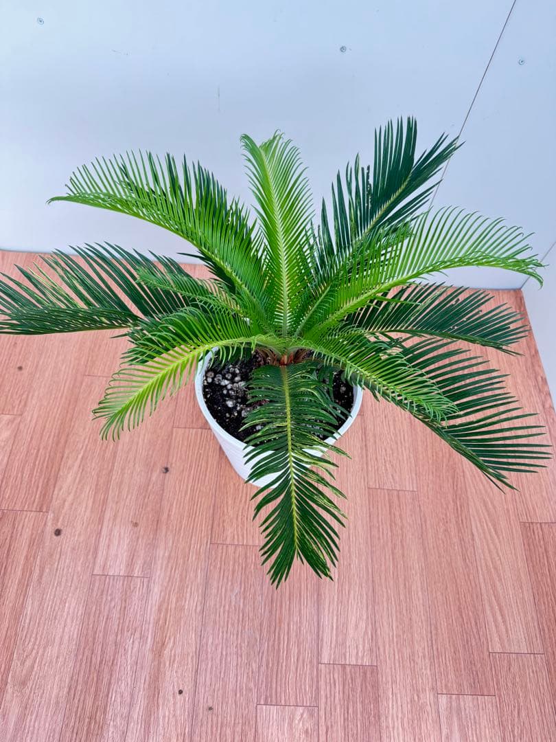 斑入り　ソテツ　蘇轍　5