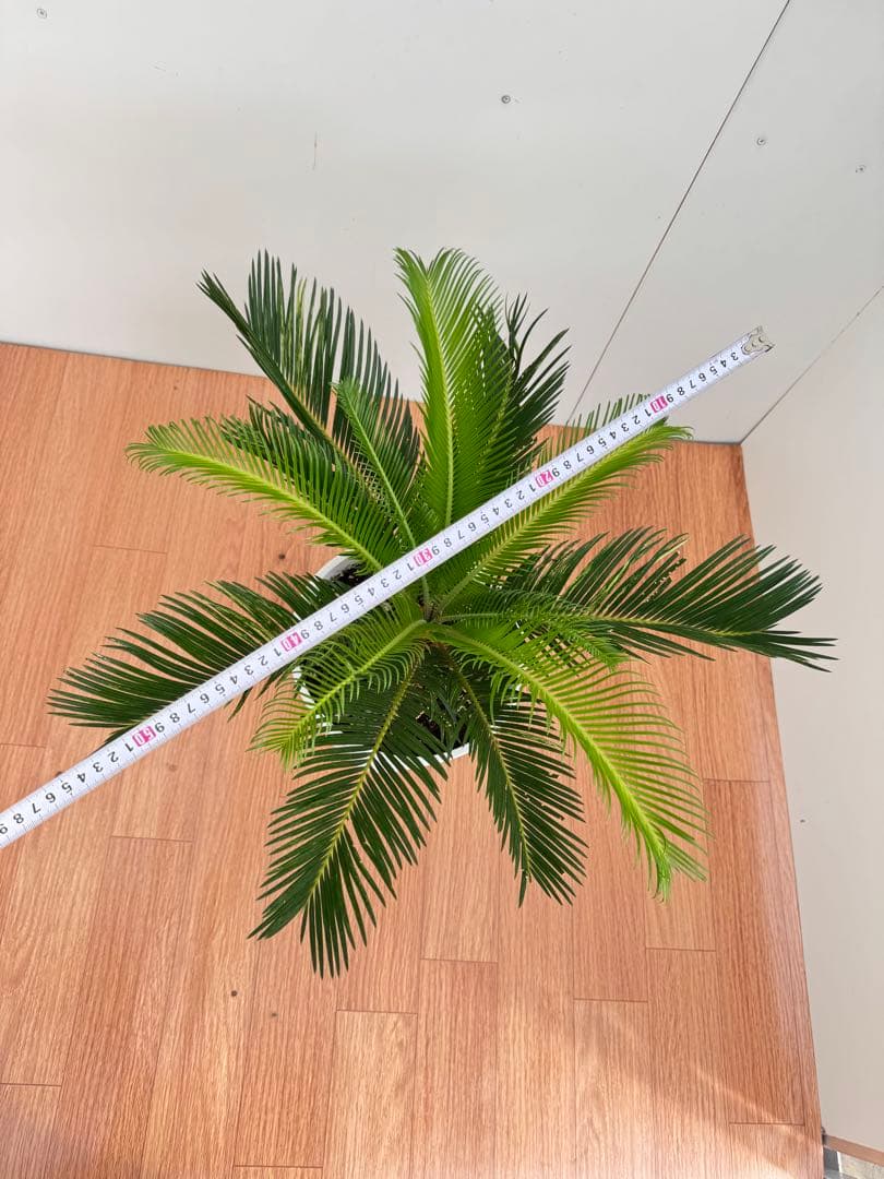 斑入り　ソテツ　蘇轍　5