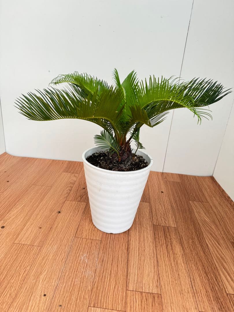 斑入り　ソテツ　蘇轍　5